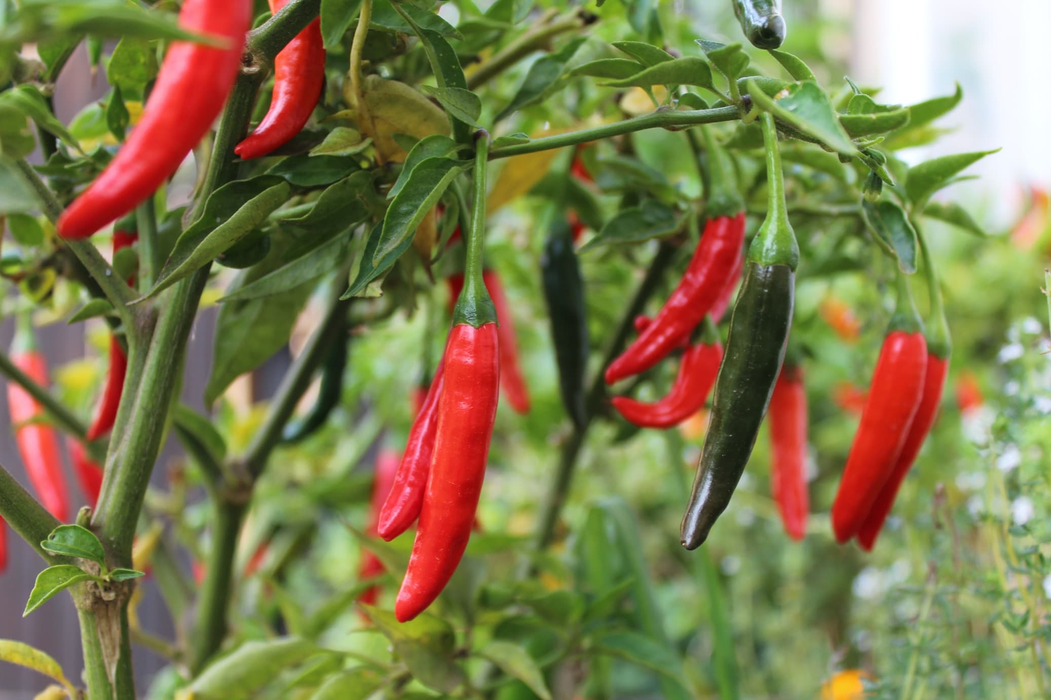 cayenne pepper