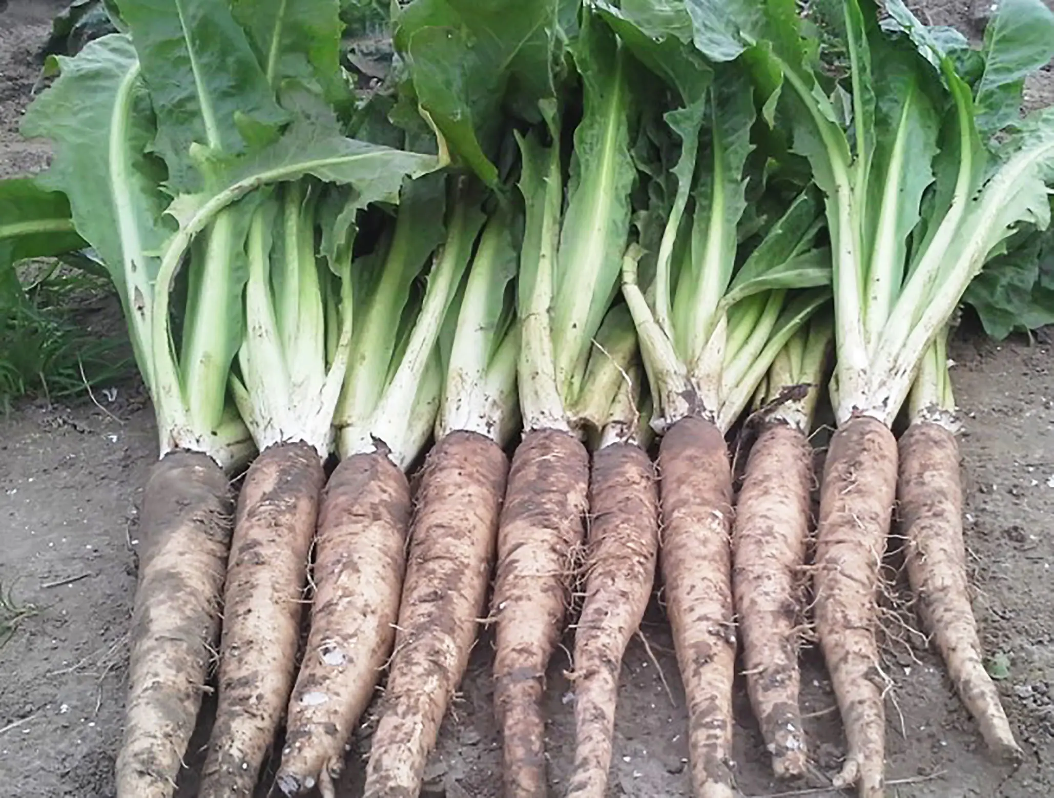 chicory