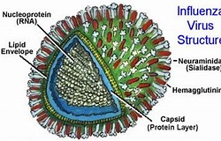 spanish flu virus images