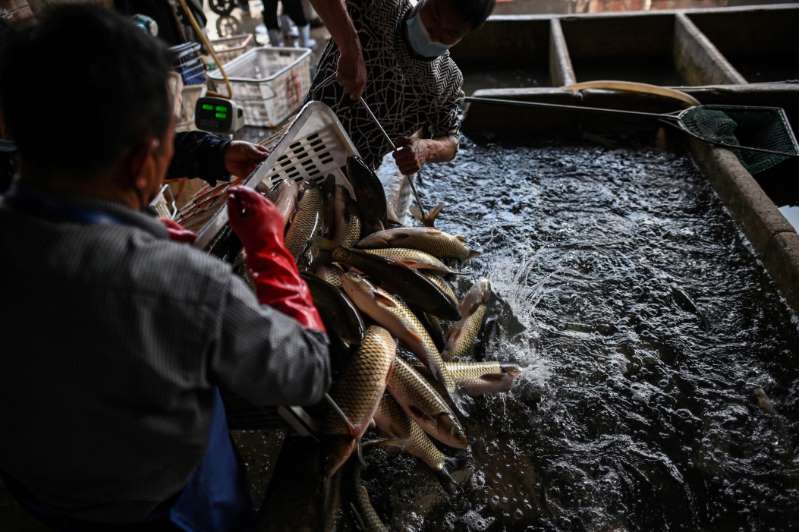 wuhan market